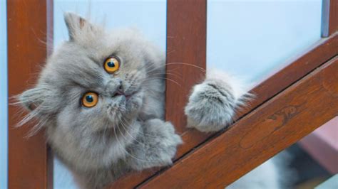 The persian is a longhaired breed of cat characterized by its round face and shortened muzzle. 8 Facts About Persian Cats, Kings of the Lap-Nappers ...