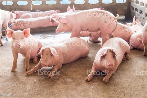 Pig In Stable Stock Photo Download Image Now Pig Stable Stability