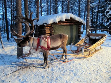 Reindeer Sleigh Ride Kuusamo Lapland For More Information Flickr