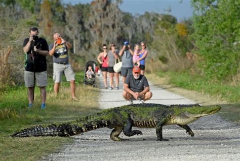 Video Massive Alligator Spotted Strutting In Florida