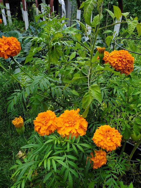 Huge Marigold From My Garden