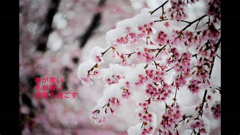 Nekomura Iroha The Cherry Blossom And The Snow Vocaloid