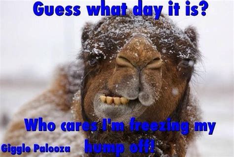 Hump Day Humor Funny Good Morning Memes Cold Weather