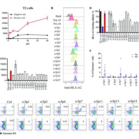 Identification Of Hla A Restricted T Cell Epitopes In Sars Cov