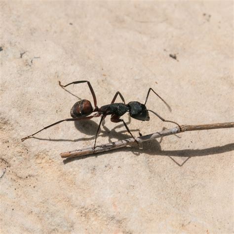 Carpenter Ant Characteristics Habitat Types Feeding And More