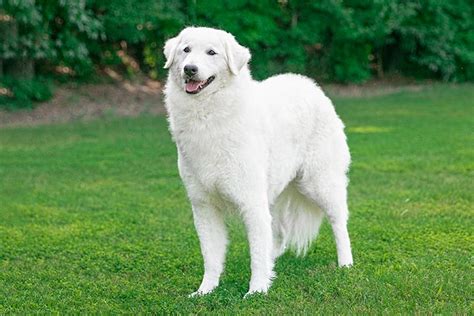 Kuvasz Dog Breed History And Some Interesting Facts