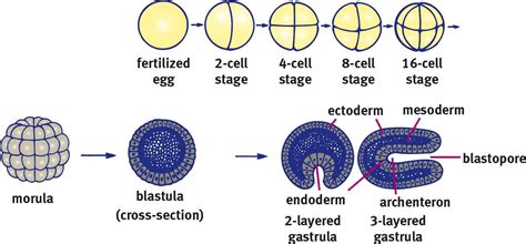 Figure 36 Early Stages Of Embryonic Development