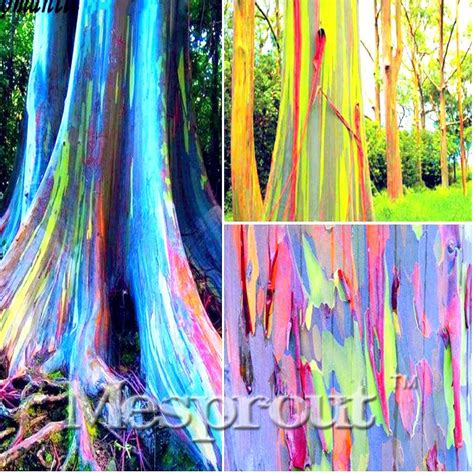 Rare Rainbow Tree Eucalyptus Deglupta Mindanao Gum 100 Seeds
