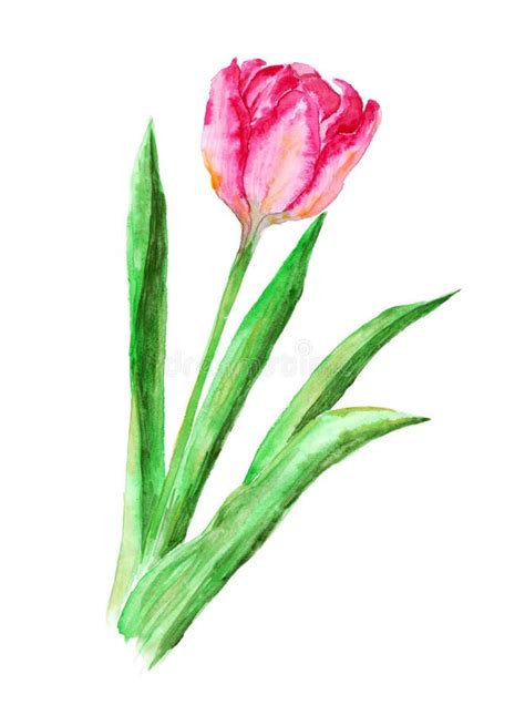 Pink Tulip With Long Green Leaves Hand Drawn Watercolor Illustration