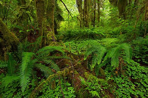Probably The Best Forests In The World The Pacific Northwest Bernard