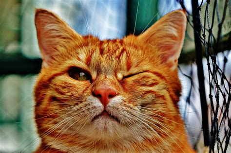Free Photo Cat Wink Funny Fur Animal Red Free