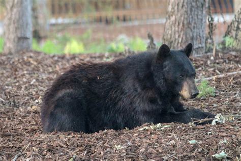 American Black Bear Ursus Americanus The Last Frontier Zoochat
