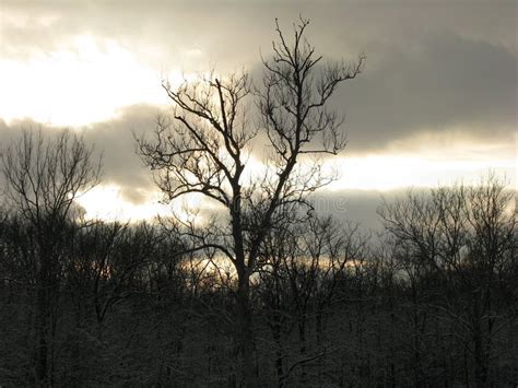 Bare Trees Against Cloudy Evening Sky Sunset Stock Photo Image Of