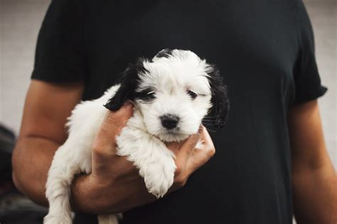 Animal Shelters Near Me With Puppies For Sale - Animal West