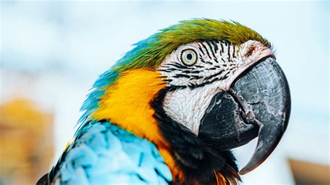 Download Wallpaper 3840x2160 Macaw Parrot Bird Colorful