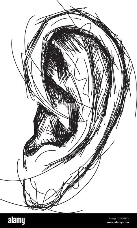 Sketchy Ear Sketchy Hand Drawn Human Ear Stock Vector Image And Art Alamy