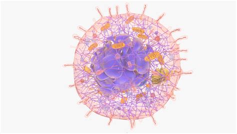 Human Cell Nucleus 3d Model Turbosquid 1408314
