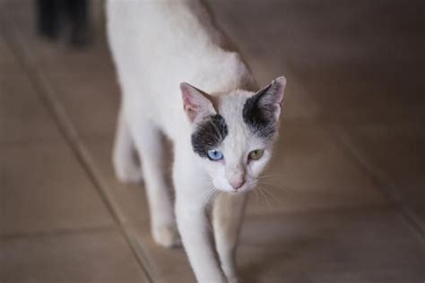 Plus, the whey also helps product against bacteria risk. Why Do Some Cats Have Different Colored Eyes? | Old cats ...