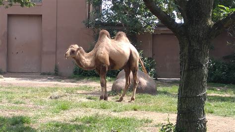 What Do You Call A Three Humped Camel St Louis Zoo Rzootopia