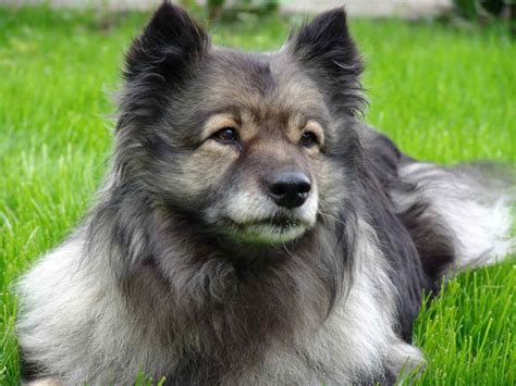 Finnish Lapphund Profile Facts Care Traits Diet Dog Dwell