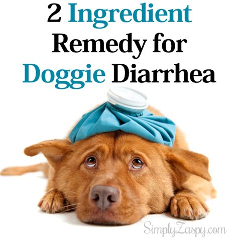 It actually depends on the type of pumpkin, the way it's served and seasoned, as well as on the dose and if your pet is having problems with constipation, diarrhea, tummy aches or weight gain, opt for adding some pumpkin to its meals. Dog Diarrhea Remedy {2 Ingredients} | Dog diarrhea remedy ...