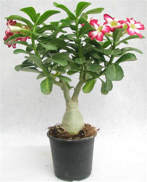 Buy Adenium Desert Rose Plant Online ₹799 From Shopclues
