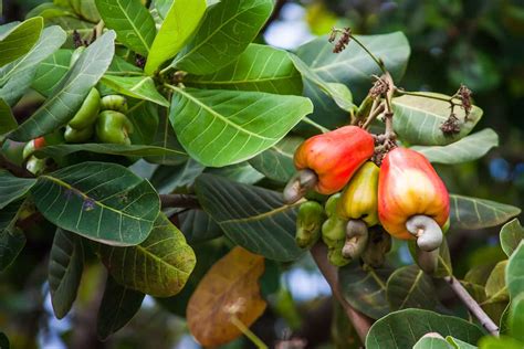 Cashew Nut Fruit Tree