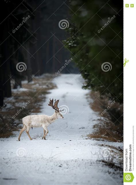 Very Rare White Fallow Deer On The Road Stock Image Image Of Heat