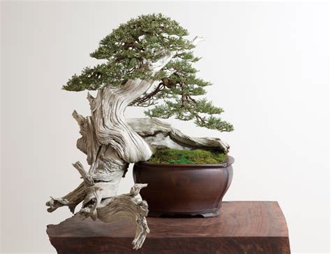 Can A Couple Of Americans Transform The Ancient Art Of Bonsai
