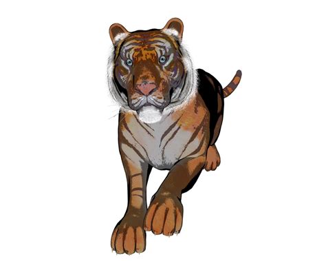 Tiger Pose 71 Of A Gazillion By Madetobeunique On Deviantart
