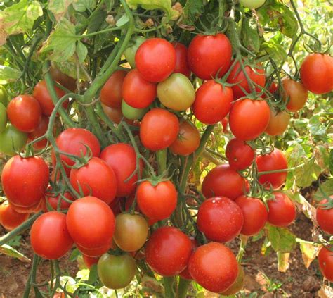 Buy Arka Rakshak Tomato Hybrid F1 Tomato Seeds 250 Seeds Pack Online