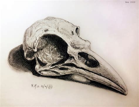 Raven Skull By Rmsilicio On Deviantart