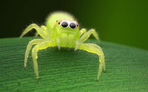 Green Jumping Spider By Dakiru Cool Insects Bugs And Insects