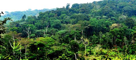 Congo Basin Rainforest Project — Democratic Republic Of The Congo By