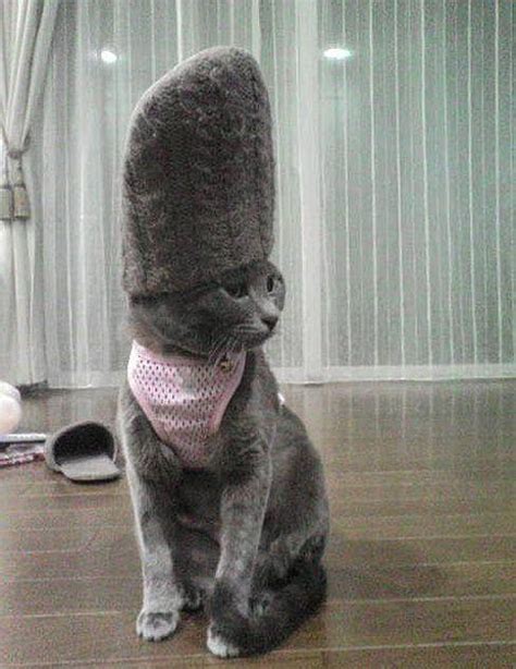 59 Best Cats Wear Hats Images On Pinterest Kitty Cats