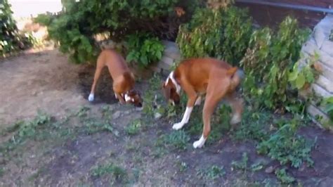 My Crazy Boxer Dogs Playing Hide And Go Seek Youtube