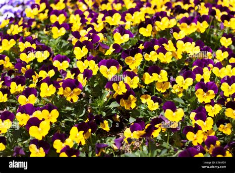 Viola Tricolor Pansy Flower Bed Bloom In The Garden Stock Photo