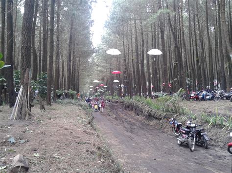 Wajak adalah sebuah kecamatan di kabupaten malang, provinsi jawa timur, indonesia. Managament-Journal-Travelling: Wisata Alam Baru Hutan Pinus Semeru Desa Arjosari-Sumberputih ...