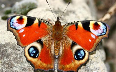 Belles Images De Papillons