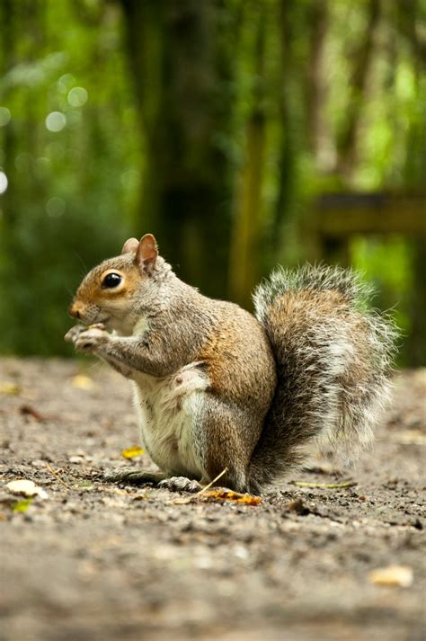 Selective Focus Photography Of Squirrel · Free Stock Photo