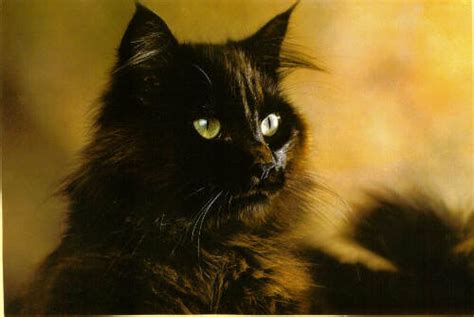 38 Very Beautiful Black Norwegian Forest Cat Photos And
