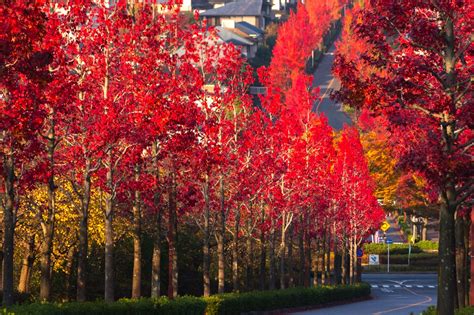 住宅街に紅葉の赤い帯～京都西京・桂坂 モミジバフウ の並木道（京都西京） とっておきの京都プロジェクト
