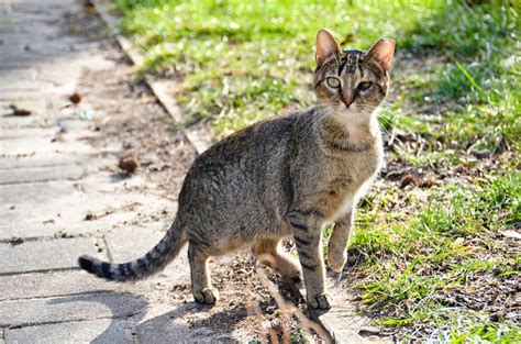 How To Help A Semi Feral Cat Adjust To Your Home