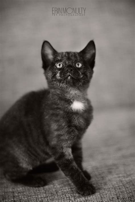 Bekijk meer black smoke cat artikelen in huis & tuin, mannenkleding, woninginrichting, schoonheid! TorClan ~ Claim-a-Cat OPEN | Warrior Cats Forums | u0