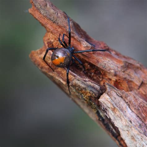 Redback Spiders This Summer Sydneys Best Pest Control