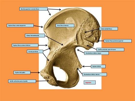 Anatomia De La Cadera
