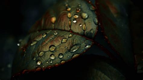 Green Leaf Water Drops Wet 4k Hd Nature Wallpapers Hd Wallpapers Id