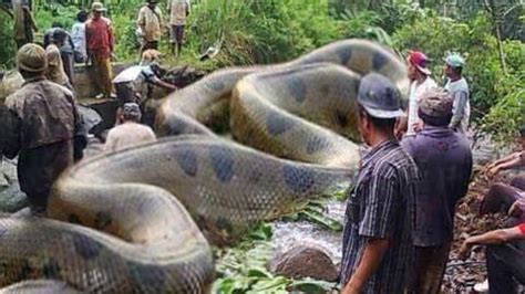 Yacumama Anaconda The Longest Snake Monster In The World Video