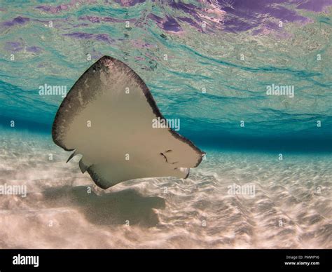 Stingray Swimming Underwater Stingray City Grand Cayman Cayman