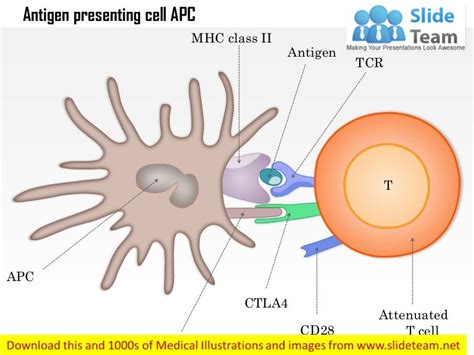 Antigen Presenting Cell Apc Medical Images For Power Point